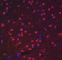 Immunofluorescence