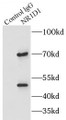 Immunoprecipitation