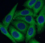 Immunofluorescence