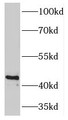 Western Blot