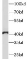 Western Blot