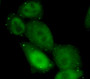 Immunofluorescence