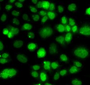 Immunofluorescence