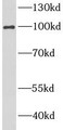 Western Blot