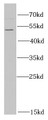 Western Blot