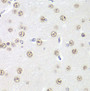 Immunohistochemistry