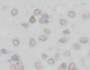 Immunohistochemistry