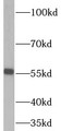 Western Blot