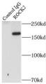 Immunoprecipitation