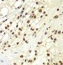 Immunohistochemistry