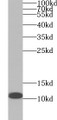 Western Blot