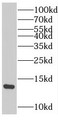 Western Blot