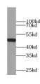 Western Blot