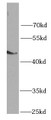 Western Blot