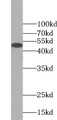 Western Blot