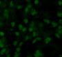 Immunofluorescence