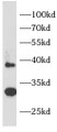 Western Blot