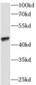 Western Blot