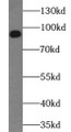 Western Blot