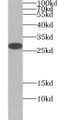 Western Blot