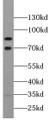 Western Blot