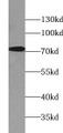 Western Blot