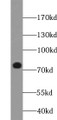 Western Blot