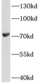 Western Blot