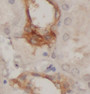 Immunohistochemistry