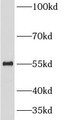 Western Blot