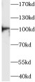 Western Blot