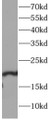 Western Blot