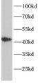 Western Blot