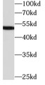 Western Blot