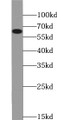 Western Blot