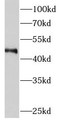 Western Blot