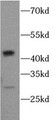 Western Blot