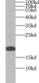 Western Blot