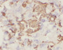 Immunohistochemistry