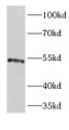 Western Blot