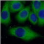 Immunofluorescence