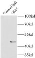 Immunoprecipitation