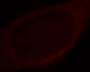 Immunofluorescence