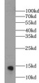 Western Blot