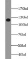 Western Blot