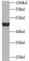 Western Blot