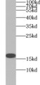 Western Blot