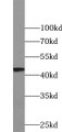 Western Blot