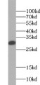 Western Blot