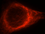 Immunofluorescence